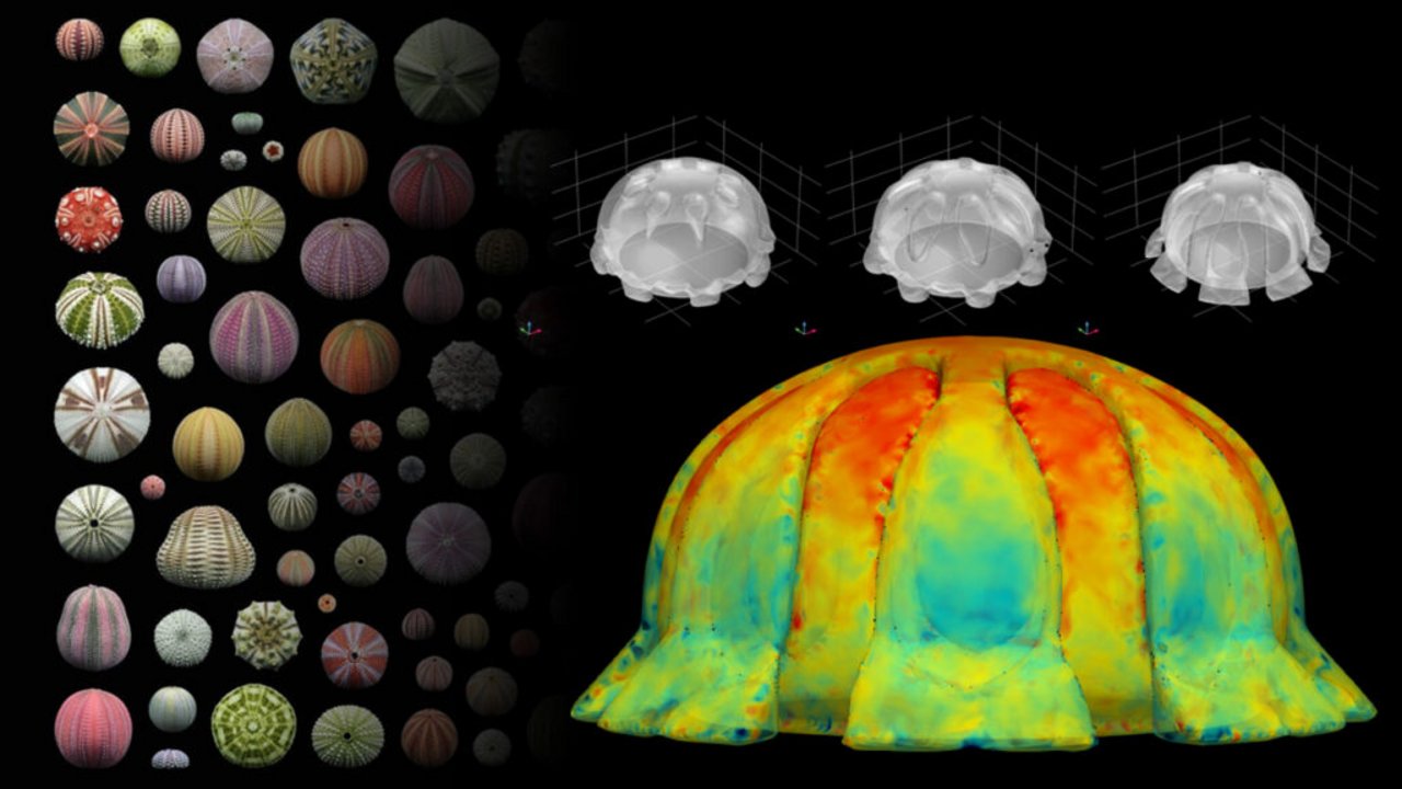 Le variegate forme del riccio di mare, che hanno fornito l’ispirazione per la struttura del modulo lunare Moon Urchin