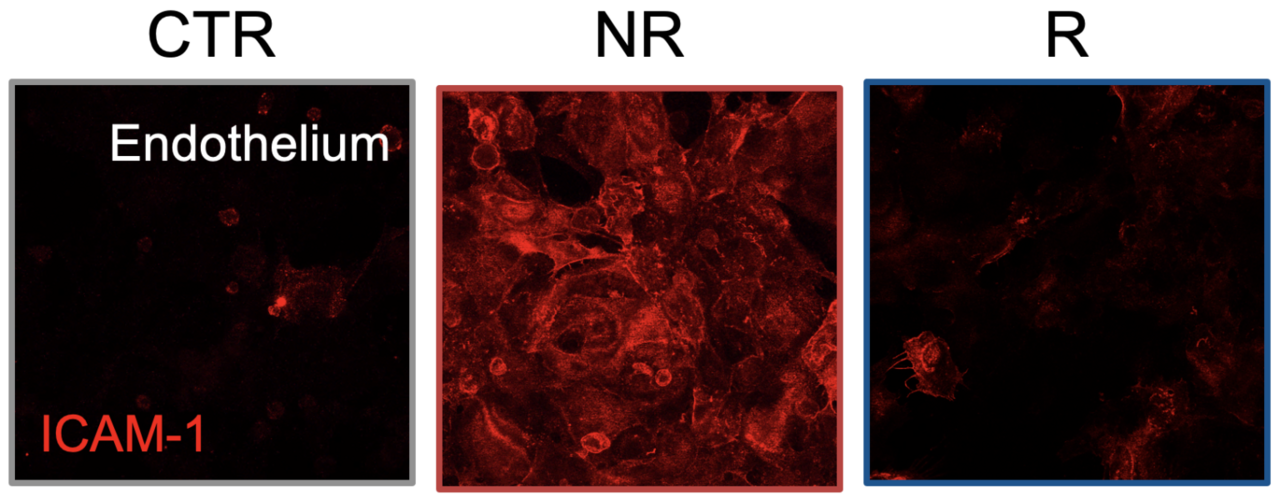 Immunofluorescence images showing how vascular cells that have come into contact with the microbiota of non-responder (NR) patients exhibit a state of inflammation