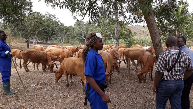 Livestock at Mpangala Farm