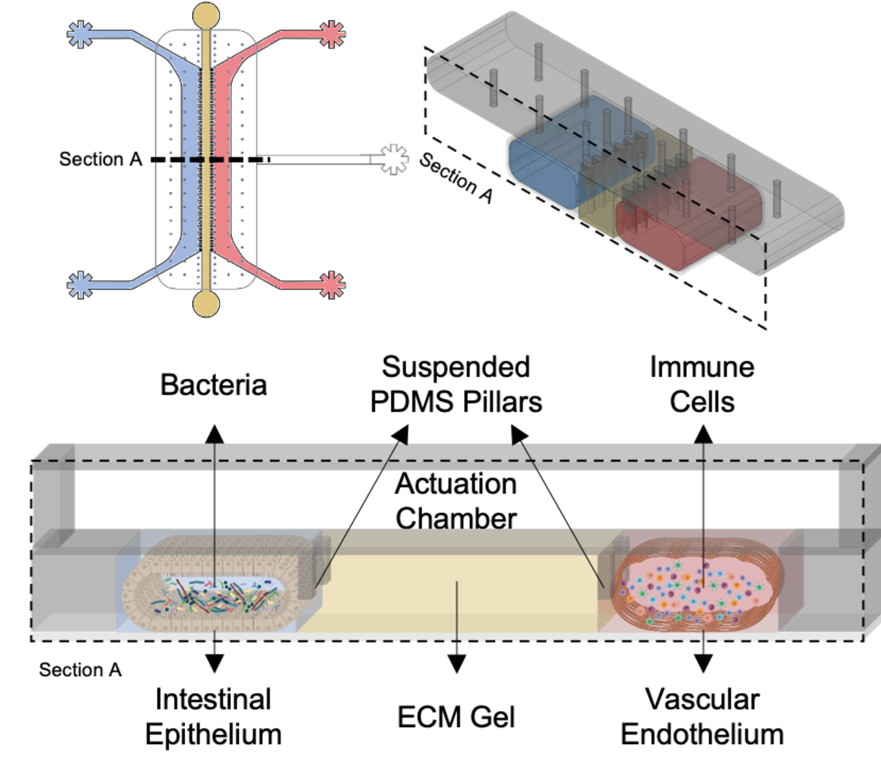 Schematic representation of the gut-on-chip consisting of a culture layer containing human cells and an actuation chamber to recreate intestinal peristalsis