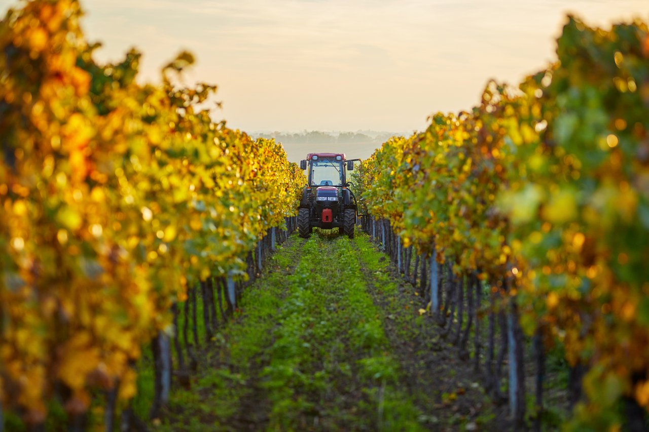 Trattore agricolo in vigna percorre i filari dei vigneti in periodo autunnale