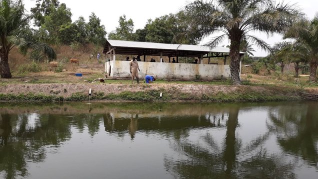 The Mpangala Farm in the Democratic Republic of the Congo