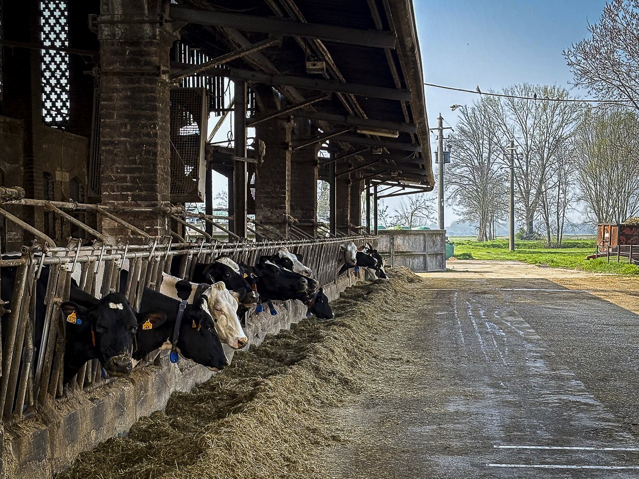 Mucche in stalla presso l'azienda agricola Baroncina.