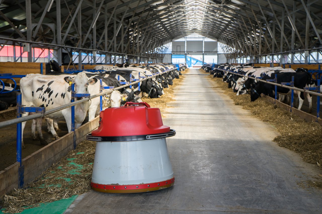 Robot feed pusher in un caseificio con mucche. Robot muove fieno nella produzione lattiero-casearia