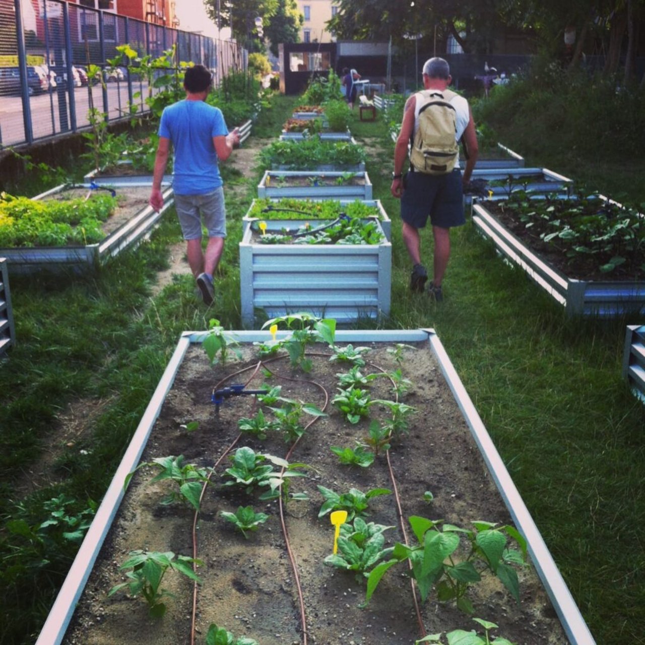 orto condiviso in Bovisa