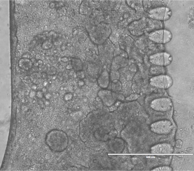 Microscopic image of intestinal villi obtained on the gut-on-chip following peristaltic stimulation