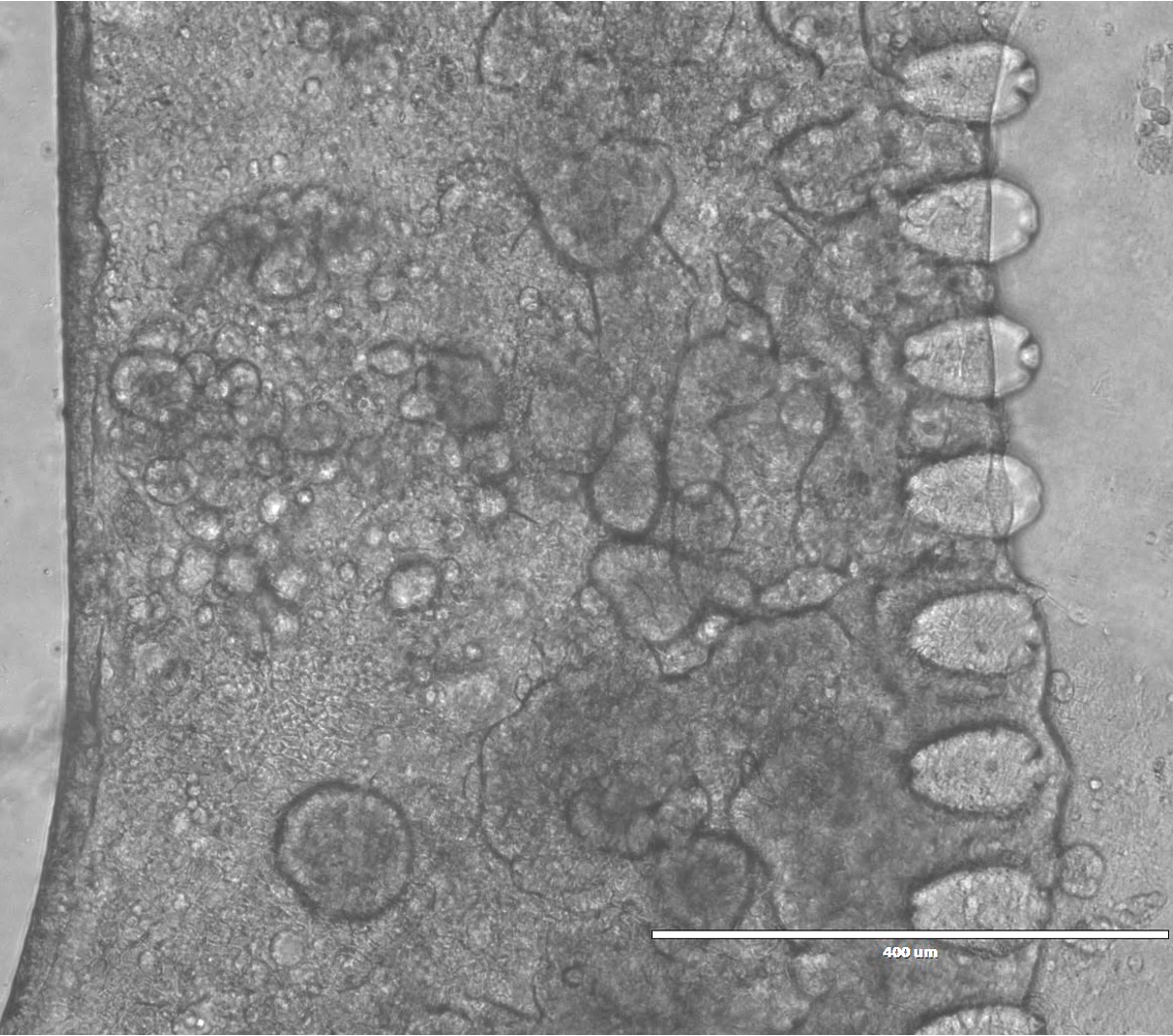 Microscopic image of intestinal villi obtained on the gut-on-chip following peristaltic stimulation