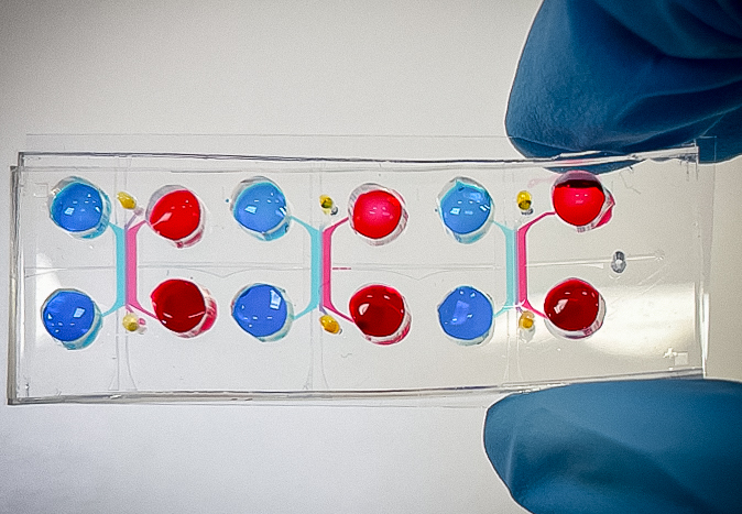 Gut-on-chip