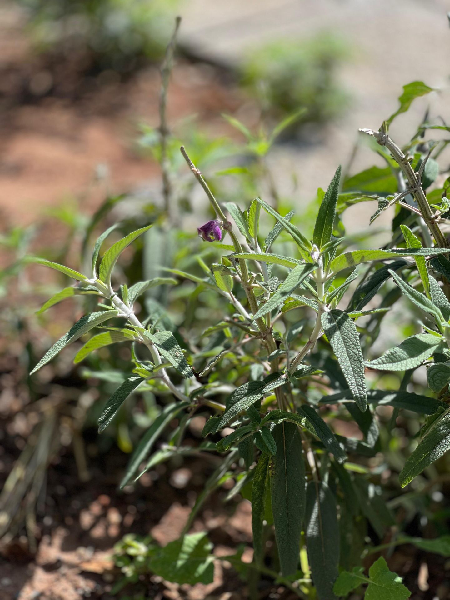 Vegetation in the new Paranoá square adapted to the cerrado